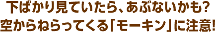下ばかり見ていたら、あぶないかも？空からねらってくる「モーキン」に注意！