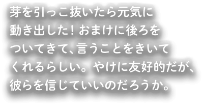 芽を引っこ抜いたら元気に動き動き出した！おまけに後ろをついてきて、言うことをきいてくれるらしい。やけに友好的だが、彼らを信じていいのだろうか。